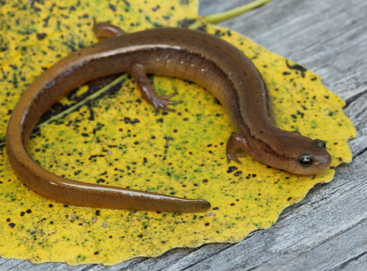 Two-lined Salamander